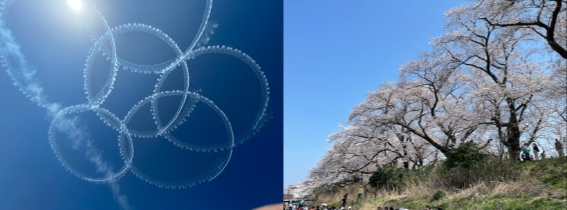 福井市足羽川河川敷　上空のブルーインパルス展示飛行と桜並木