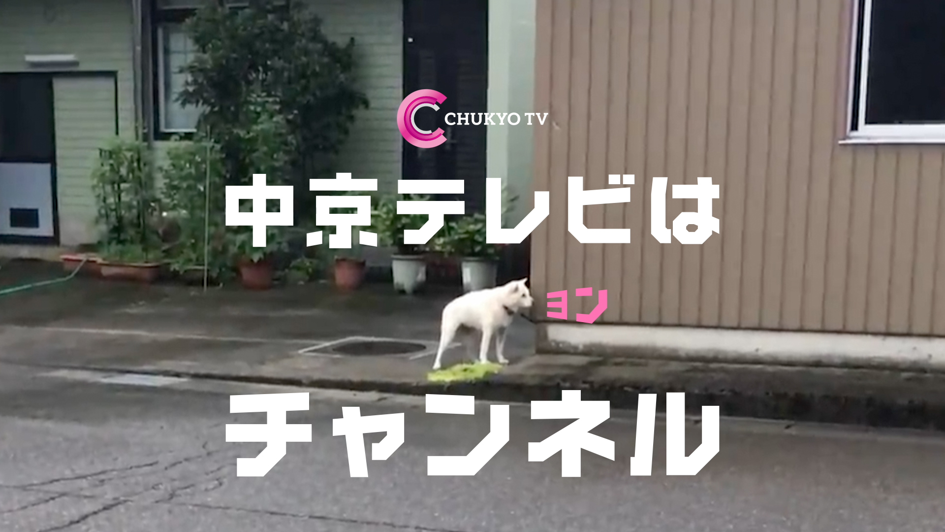 中京テレビのTVCM「ヨンと鳴く犬」の一場面
