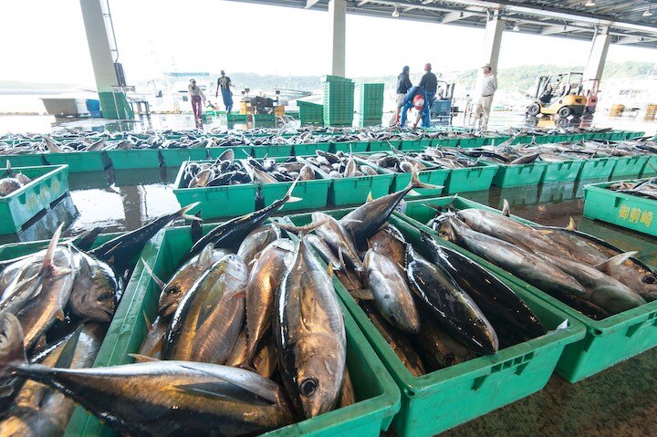 「グローバルからローカルへ」が支える、魚食の持続可能性｜SDGsと衣食住【第3回】