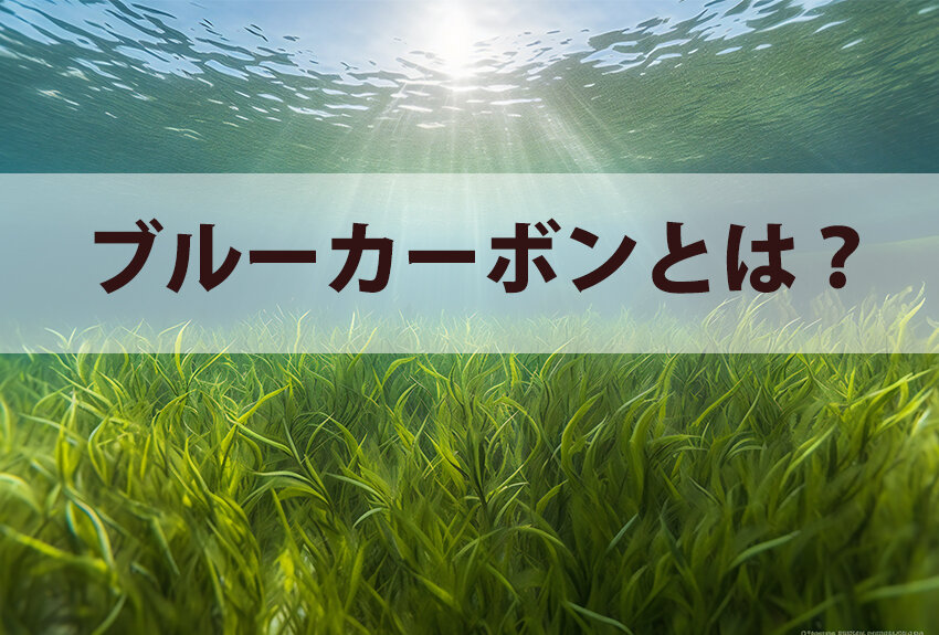 ブルーカーボンとは？　グリーンカーボンとの違いや企業の取り組みをわかりやすく解説！