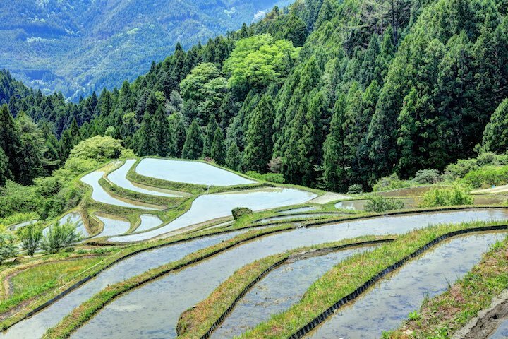 徳島県上勝町の棚田