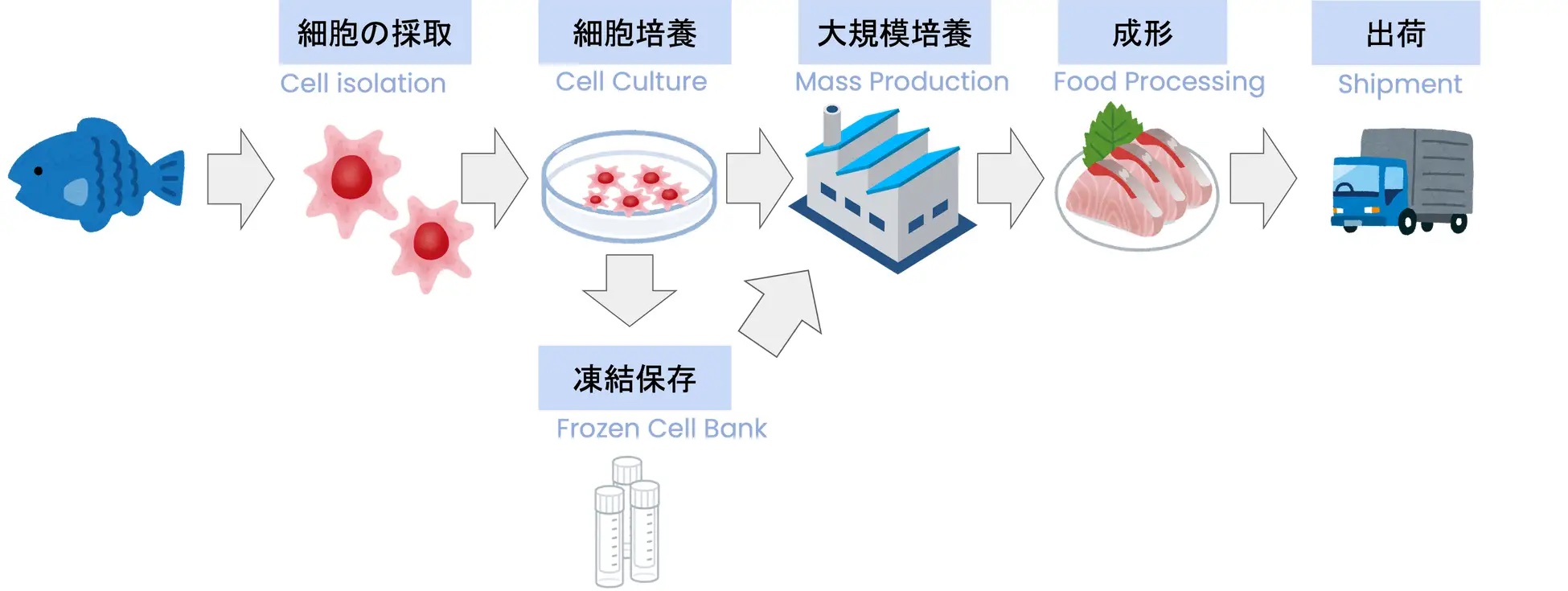 持続可能な供給を実現する細胞培養魚肉の生産イメージ(培養うなぎの場合)(画像出典:PR TIMES)